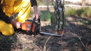 Best Storm Damage Tree Cleanup  in Chestnut Ridge, NY