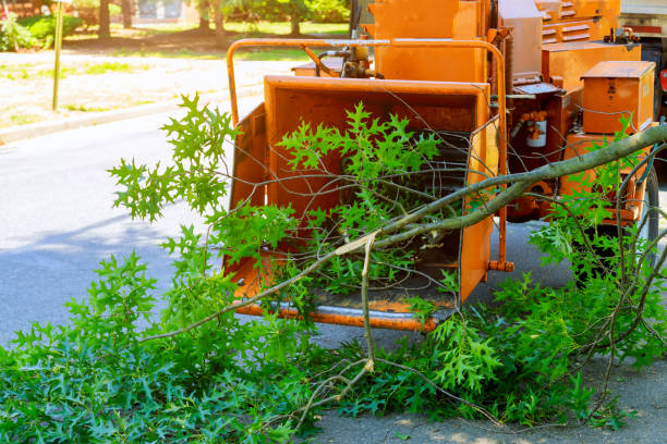 Best Hazardous Tree Removal  in Chestnut Ridge, NY