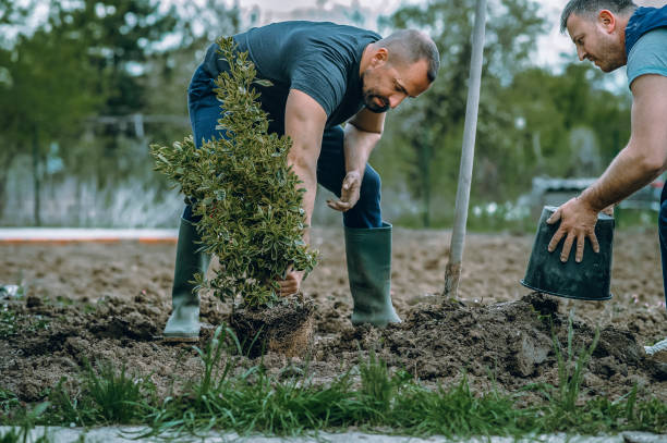 Lawn Drainage Solutions in Chestnut Ridge, NY