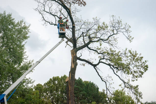 How Our Tree Care Process Works  in  Chestnut Ridge, NY