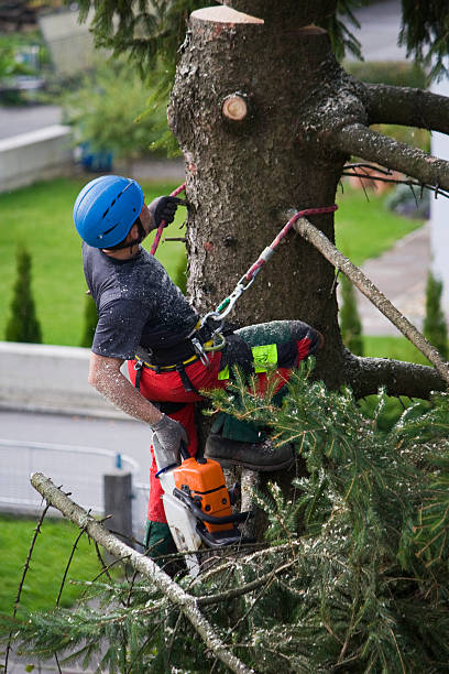 Best Palm Tree Trimming  in Chestnut Ridge, NY